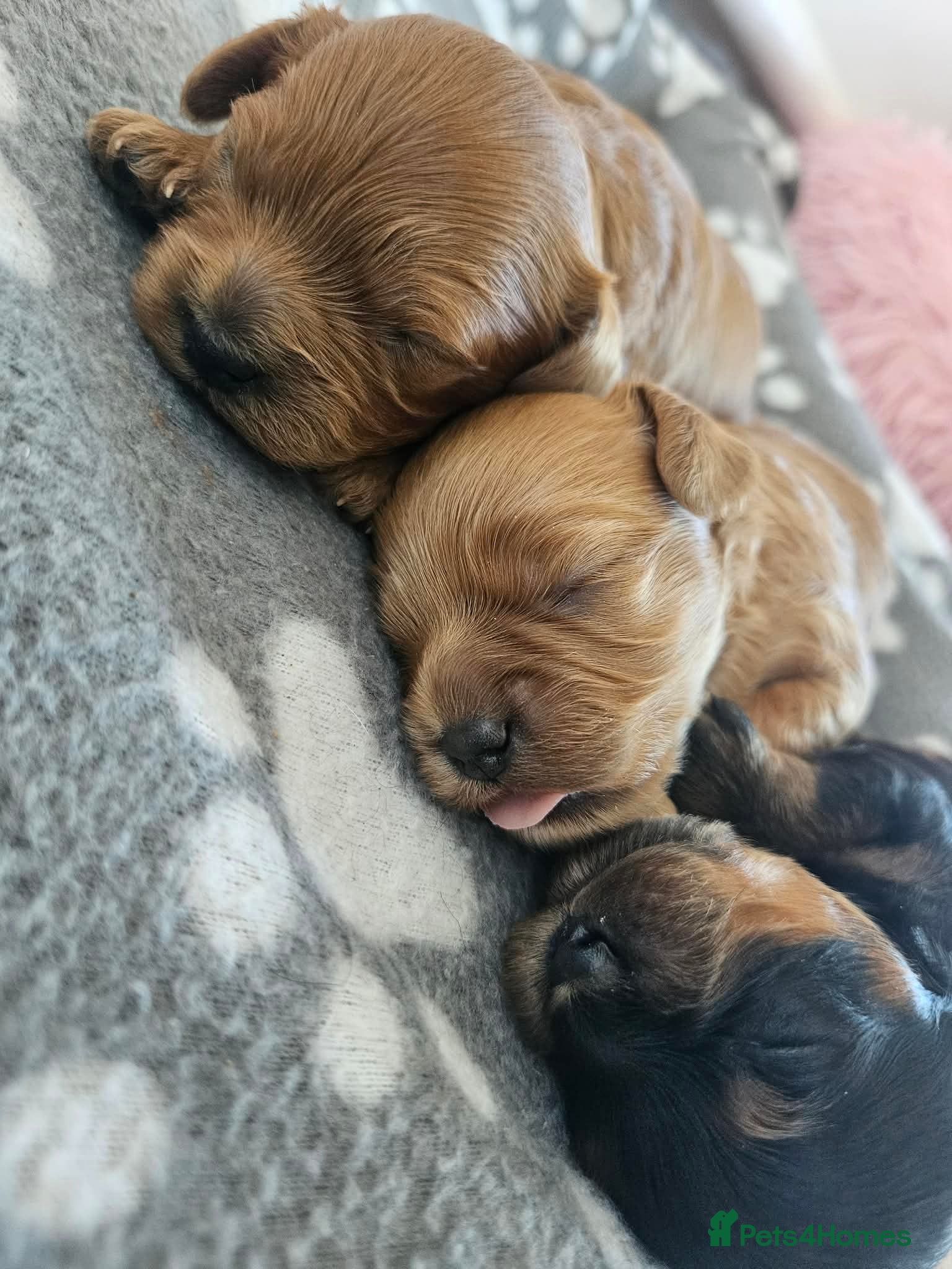 Cavapoo dogs for sale: Cavapoo puppies-deposits taken on all 3 - Advert 14