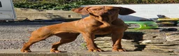 Hungarian Vizsla dogs for sale: Hungarian Vizsla Puppies – Rich Geltwood Heritage - Advert 2