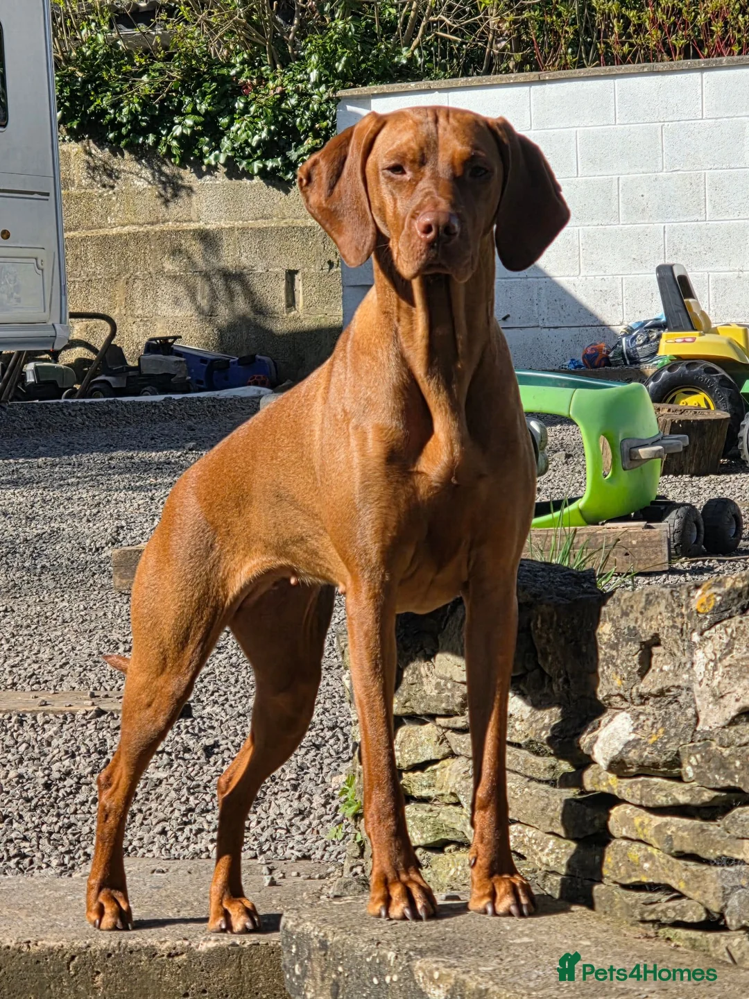 Hungarian Vizsla dogs for sale: Hungarian Vizsla Puppies – Rich Geltwood Heritage - Advert 2