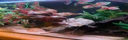 Axolotl reptiles for sale: Pair of breeding axolotls  - Advert 5