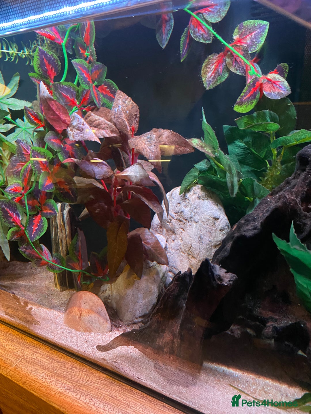 Axolotl reptiles for sale: Pair of breeding axolotls  - Advert 5