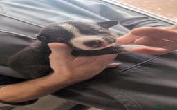 Mixed Breed dogs for sale: 1 puppy left, beautiful little girl 🩷🩷🩷 - Advert 9