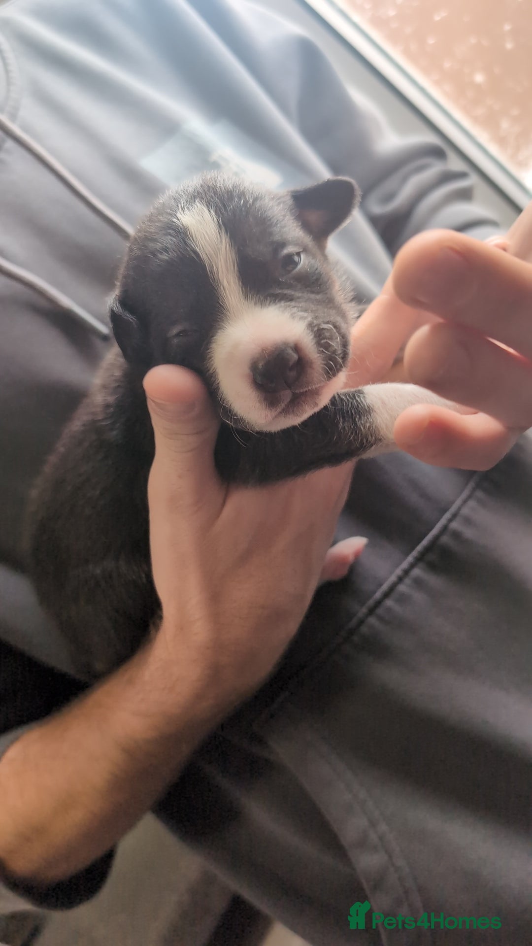 Mixed Breed dogs for sale: 1 puppy left, beautiful little girl 🩷🩷🩷 - Advert 9