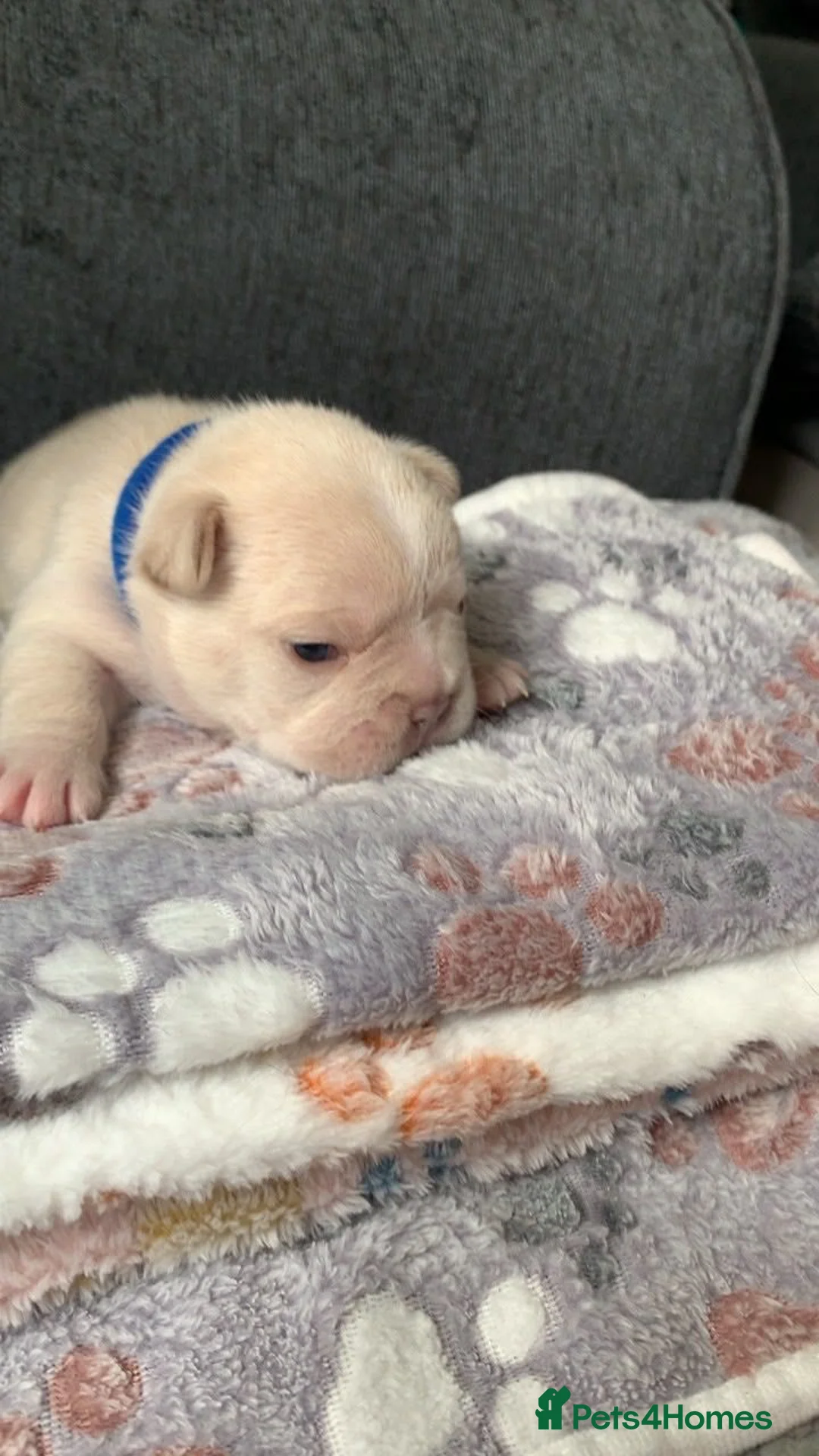 French Bulldog dogs for sale: French bulldog puppies, grey, cream and white in Droitwich - Advert 2