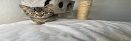Munchkin cats for sale: Beautiful Bengal Tabby Munchkin Kittens for sale  - Advert 6