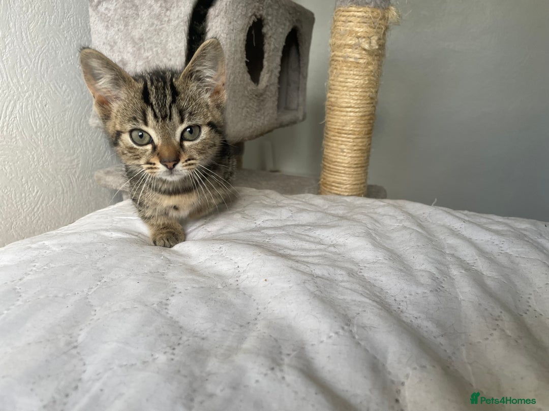 Munchkin cats for sale: Beautiful Bengal Tabby Munchkin Kittens for sale  - Advert 6