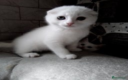 Scottish Fold cats for sale: ready to leave!!two cutie Scottish fold girls  - Image 8