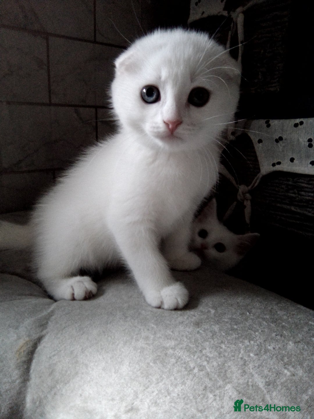 Scottish Fold cats for sale: ready to leave!!two cutie Scottish fold girls  - Image 8