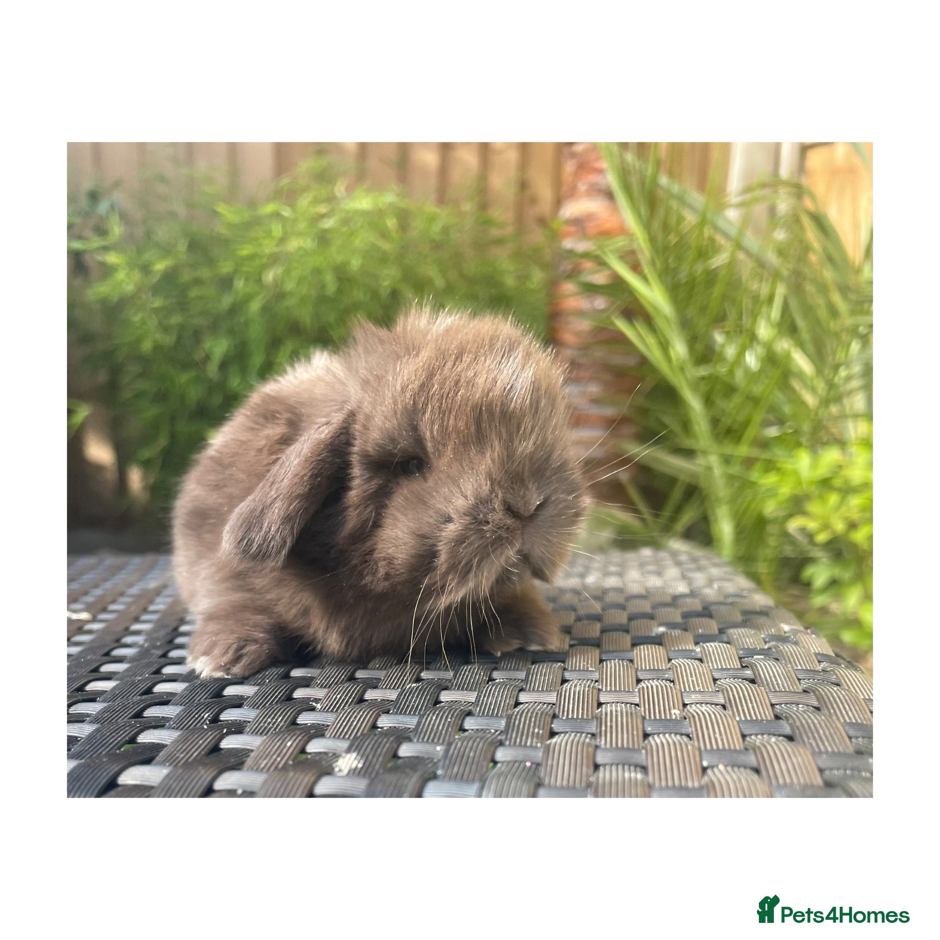 Mini Lop rabbits Beautiful mini lops  - Advert 1