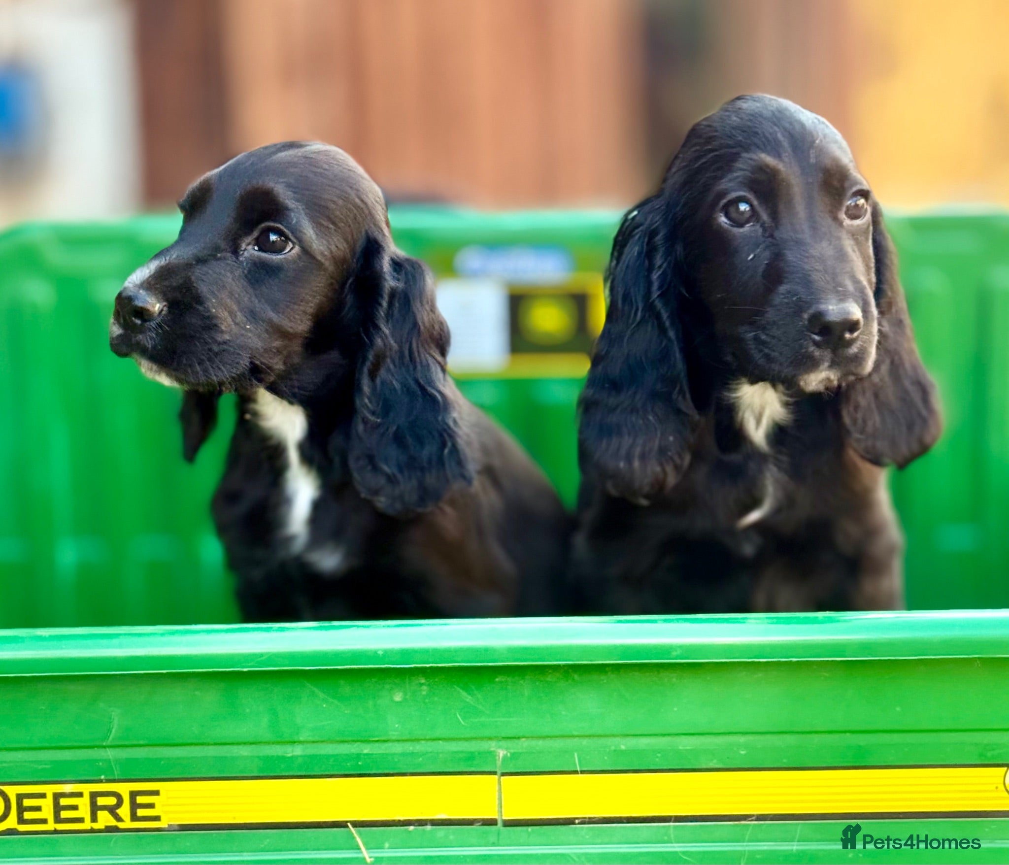 Cocker Spaniel dogs LAST PUPPY ! TOP KC WORKING COCKER PUPPIES - Advert 1