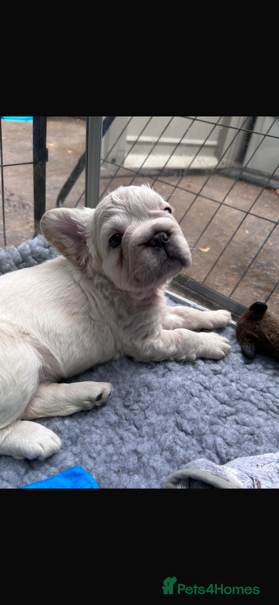 French Bulldog dogs for sale: Quality 5star🌟full visual fluffy French bulldogs  - Image 18