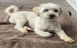 Maltipoo dogs for sale: 3yr old Maltipoo male. Loving, friendly nature.  - Image 7