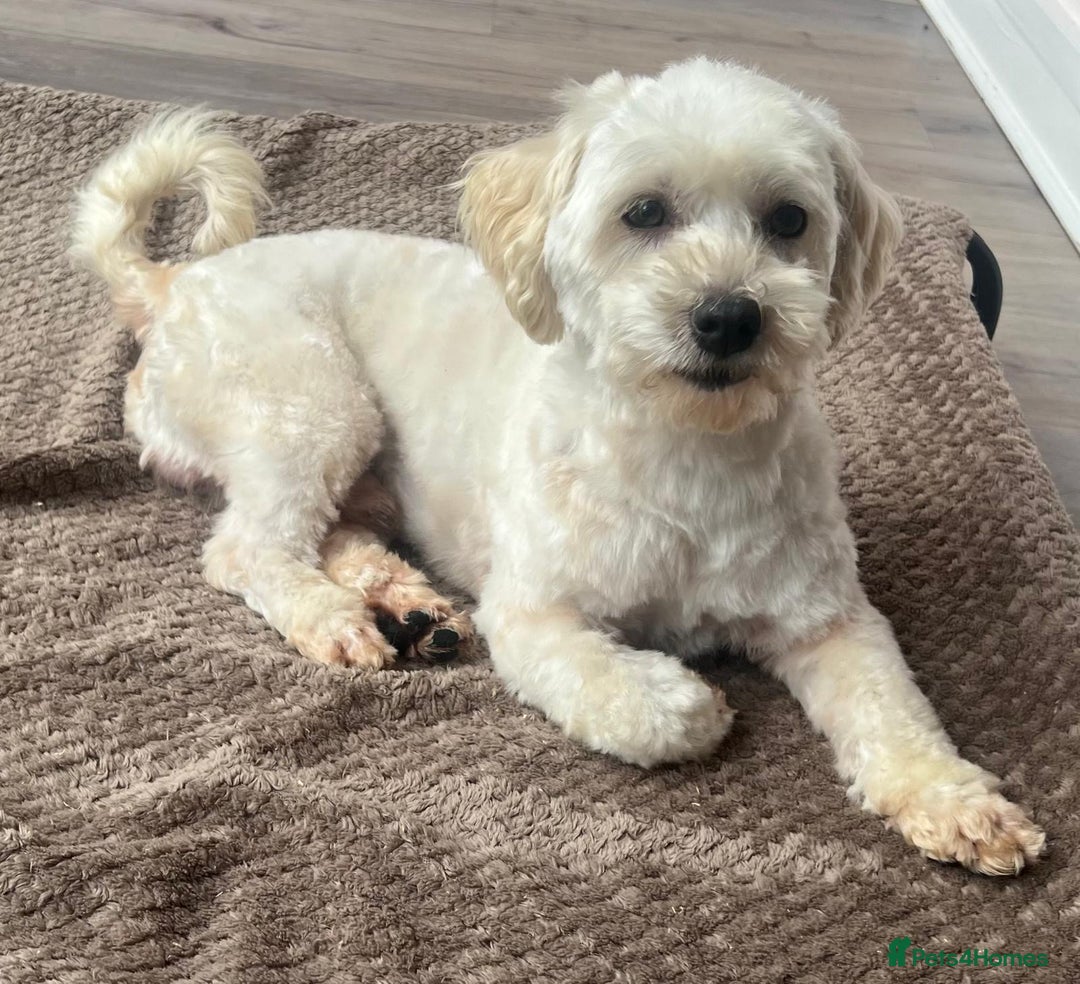 Maltipoo dogs for sale: 3yr old Maltipoo male. Loving, friendly nature.  - Image 7
