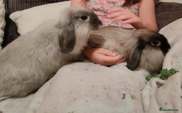 English Lop rabbits for sale: Two female rabbits  - Advert 3