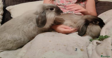 English Lop rabbits Two female rabbits  - Advert 12