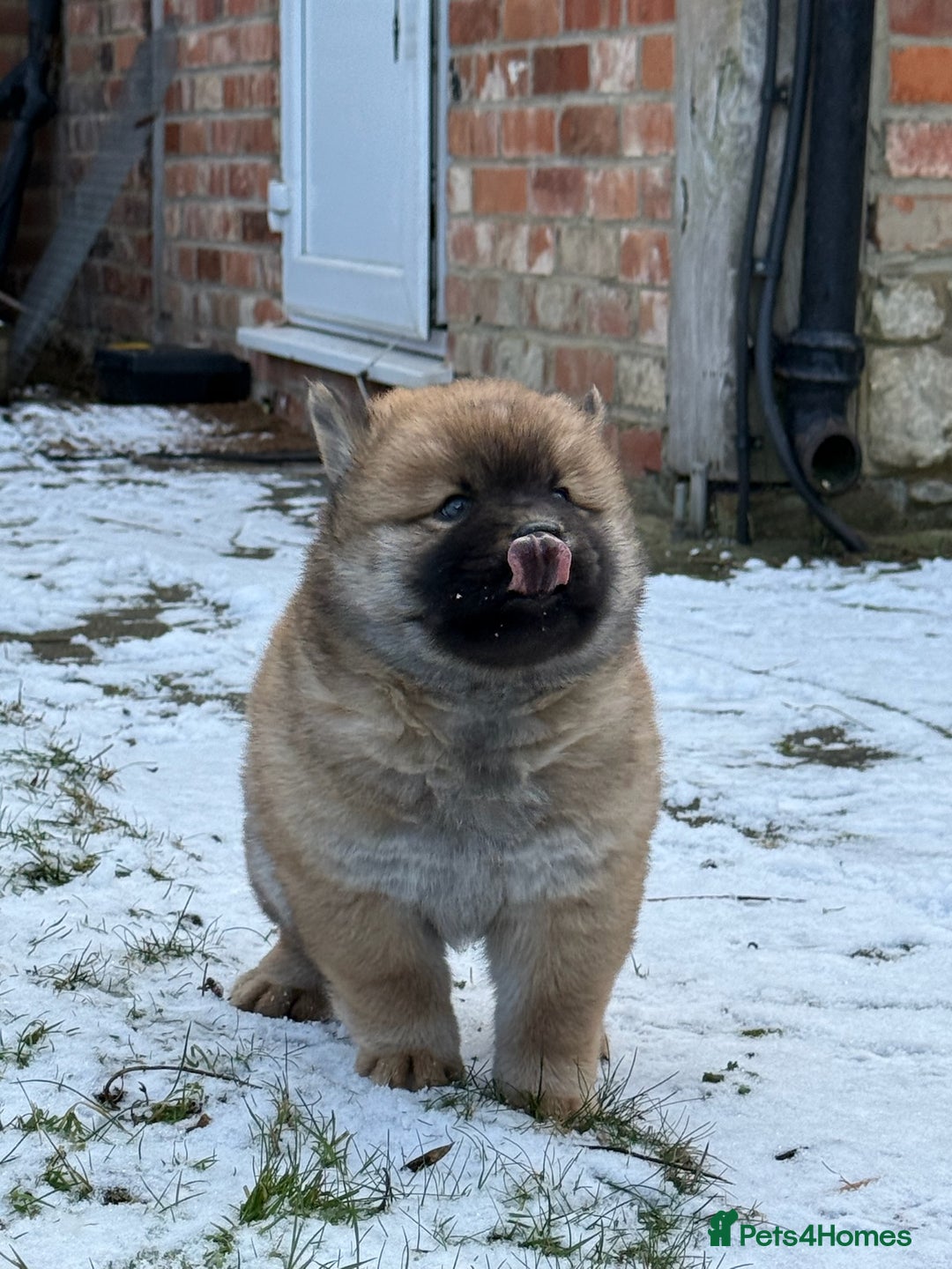 Mixed Breed dogs for sale: CHOWSKI PUPPYS READY TO GO!!  - Advert 12