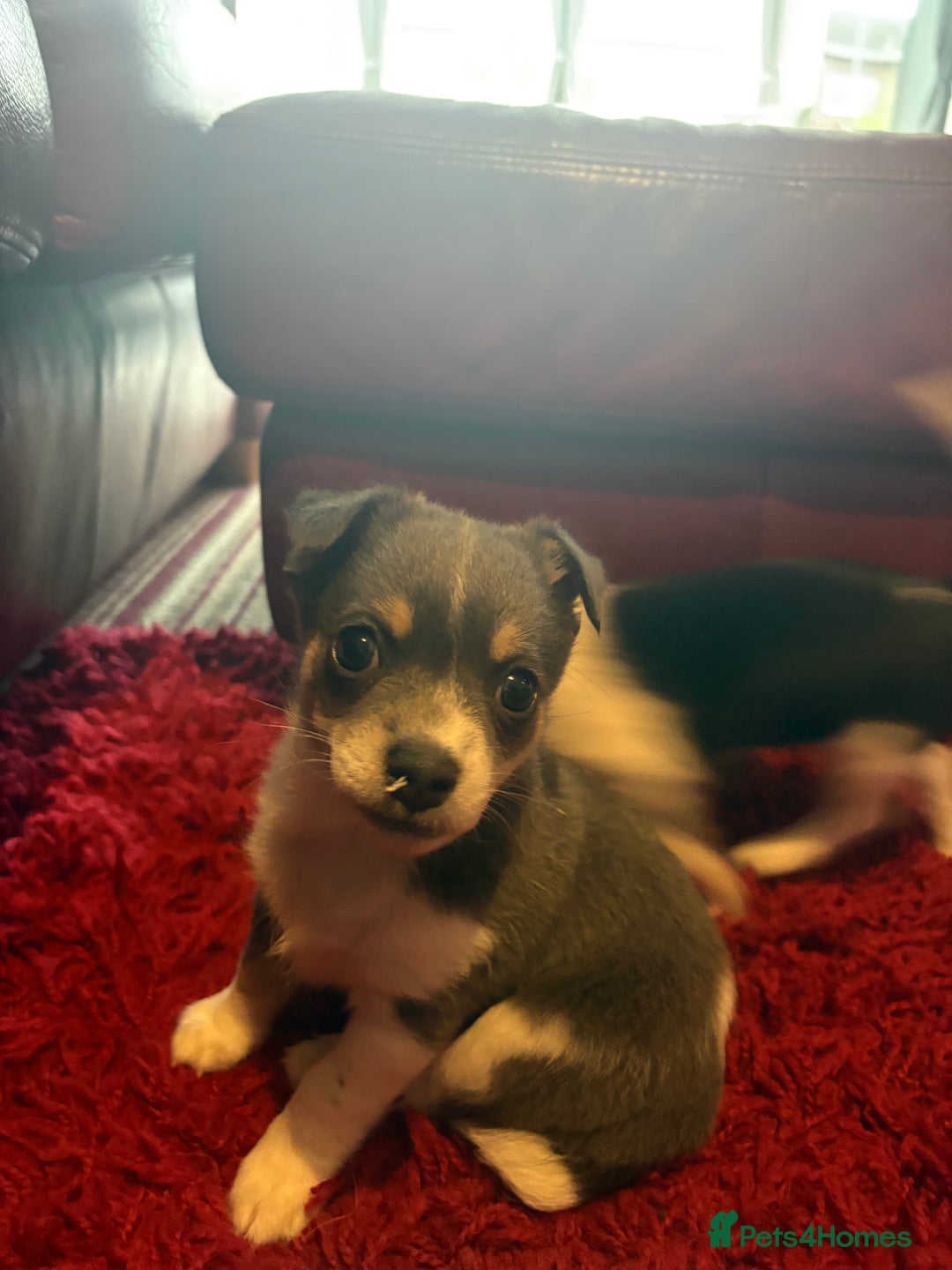 Pomchi dogs for sale: Pomchi x Jackchi puppies  - Image 16