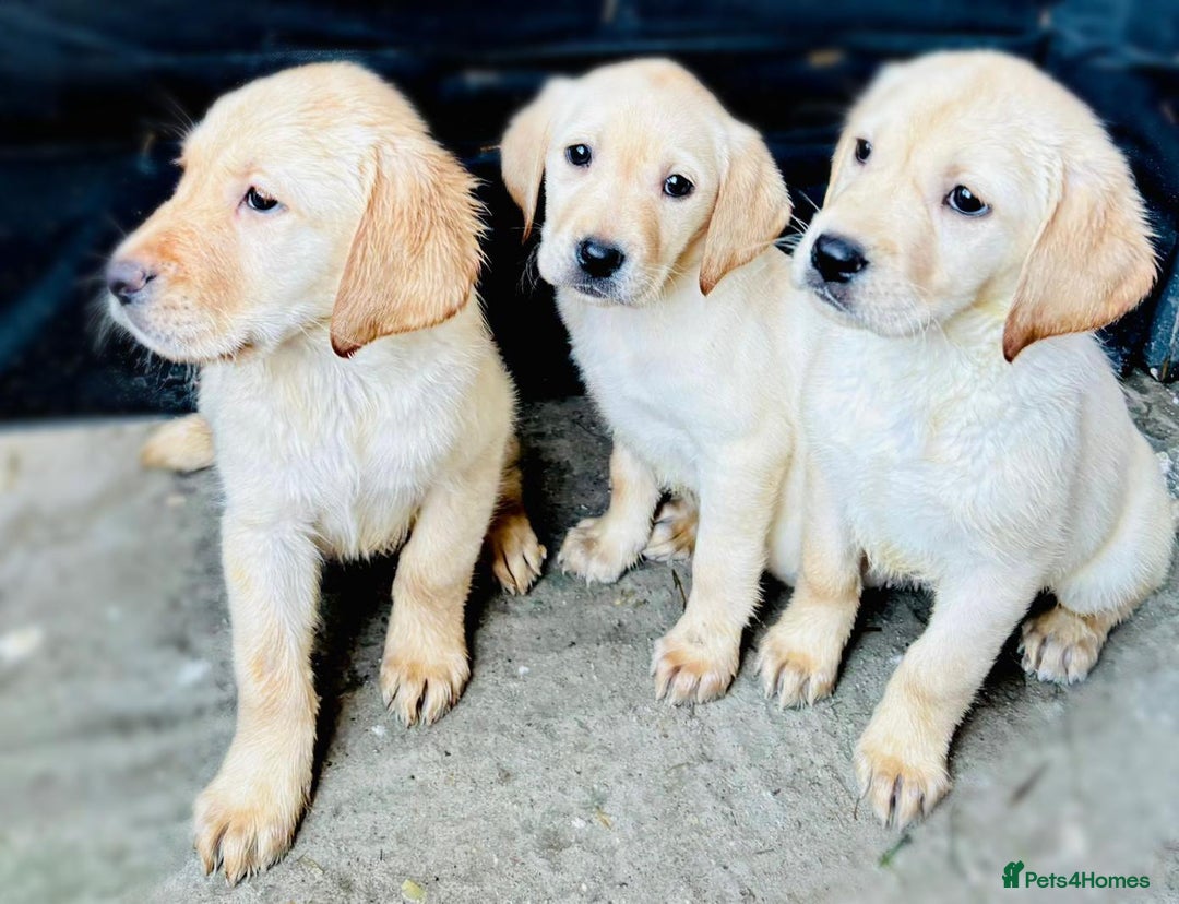 Labrador Retriever dogs for sale: Labrador Puppies  - Image 14