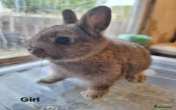 Netherland Dwarf rabbits for sale: Pure bred Baby Netherland Dwarfs for sale - Advert 1