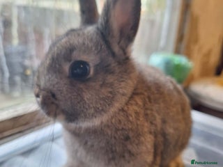 Netherland Dwarf rabbits Pure bred Baby Netherland Dwarfs for sale - Advert 3