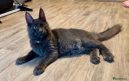Maine Coon cats for sale: 2 Large Tica Maine Coon Kittens - Image 26