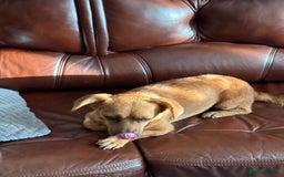 Mixed Breed dogs for adoption: Lovely Luna looking for LOVE - Image 4