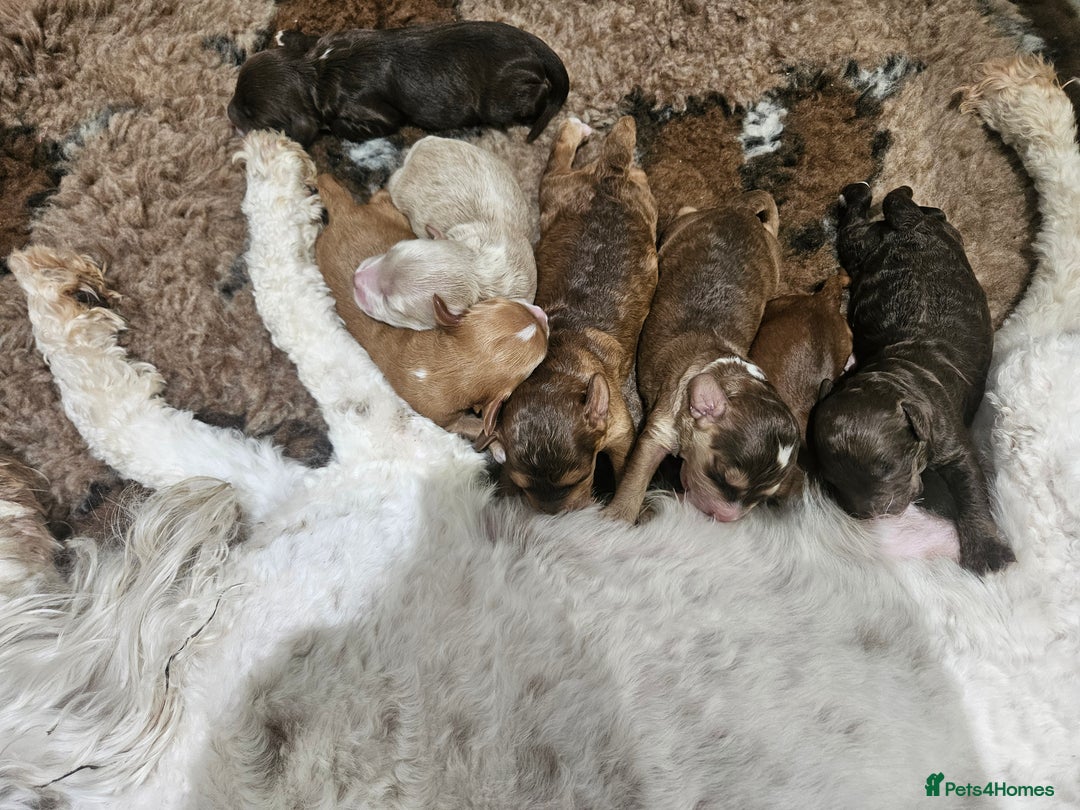 Cockapoo dogs for sale: F3b Cockapoo Puppies – DNA health tested - Advert 25