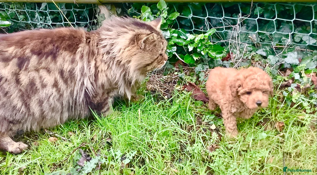 Toy Poodle dogs for sale: Extra Tiny Asian Toy Poodle - Advert 5