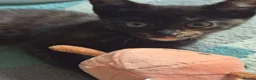 Mixed Breed cats for sale: Kittens for sale - Advert 2