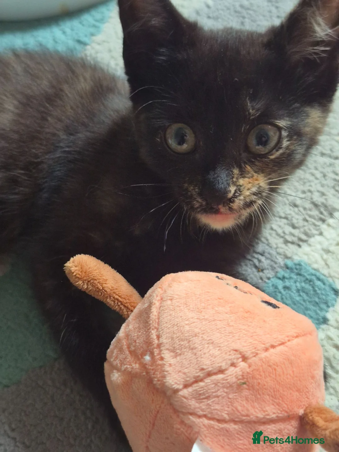 Mixed Breed cats for sale: Kittens for sale - Advert 2