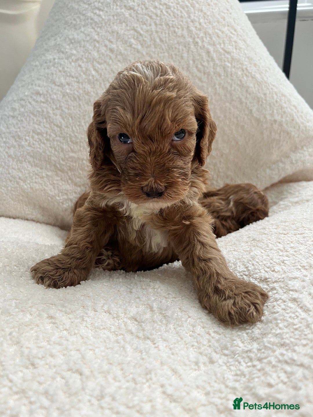 Australian Labradoodle dogs for sale: Absolutely Stunning Australian Labradoodle Puppies - Advert 3