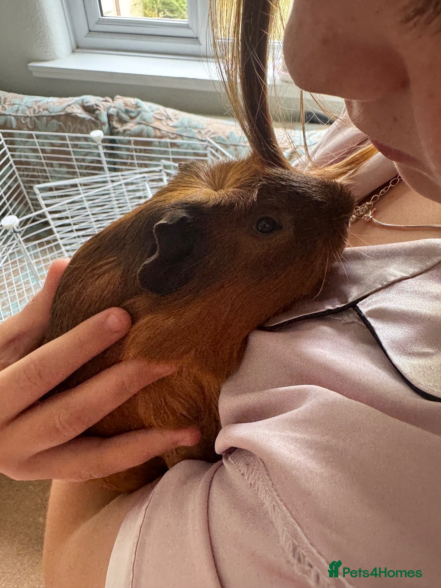 Guinea Pig rodents Guinea Pigs Free to Good Home - Advert 2