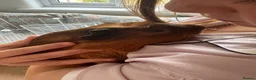 Guinea Pig rodents for sale: Guinea Pigs Free to Good Home in Beccles - Advert 2