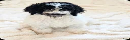 Standard Poodle dogs for sale: Stunning kc registered standard poodle puppies  - Advert 13