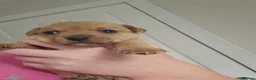 Jack Russell dogs for sale: 4 chunky Jack russell pups in Winsford - Advert 8