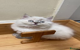 Mixed Breed cats for sale: Sukkar Sukkar Ragdoll x British short hair mix - Image 6