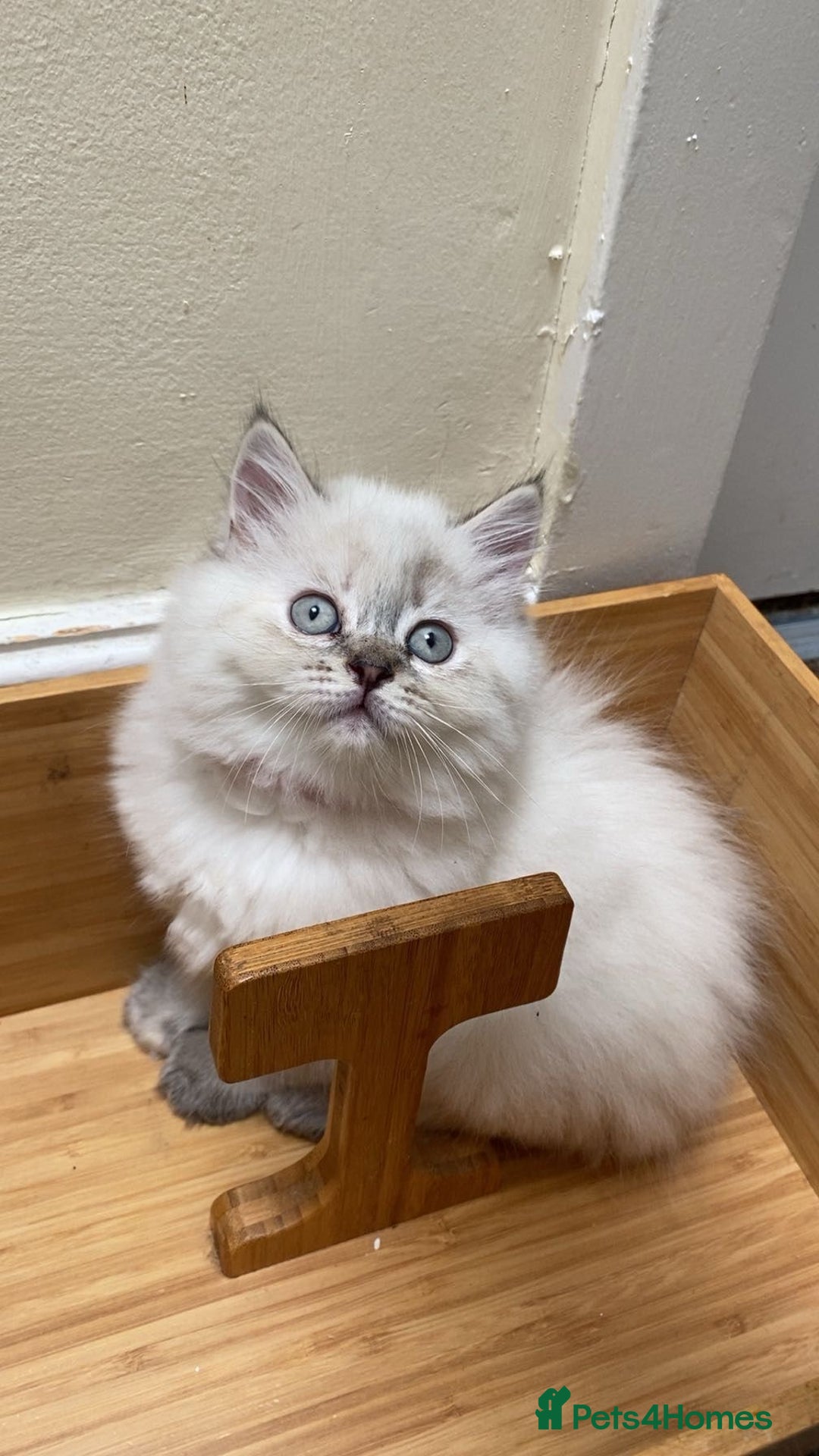 Mixed Breed cats for sale: Sukkar Sukkar Ragdoll x British short hair mix - Image 6