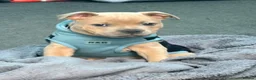Staffordshire Bull Terrier dogs for stud: KC Proven Blue Fawn Staffy Stud - Advert 10