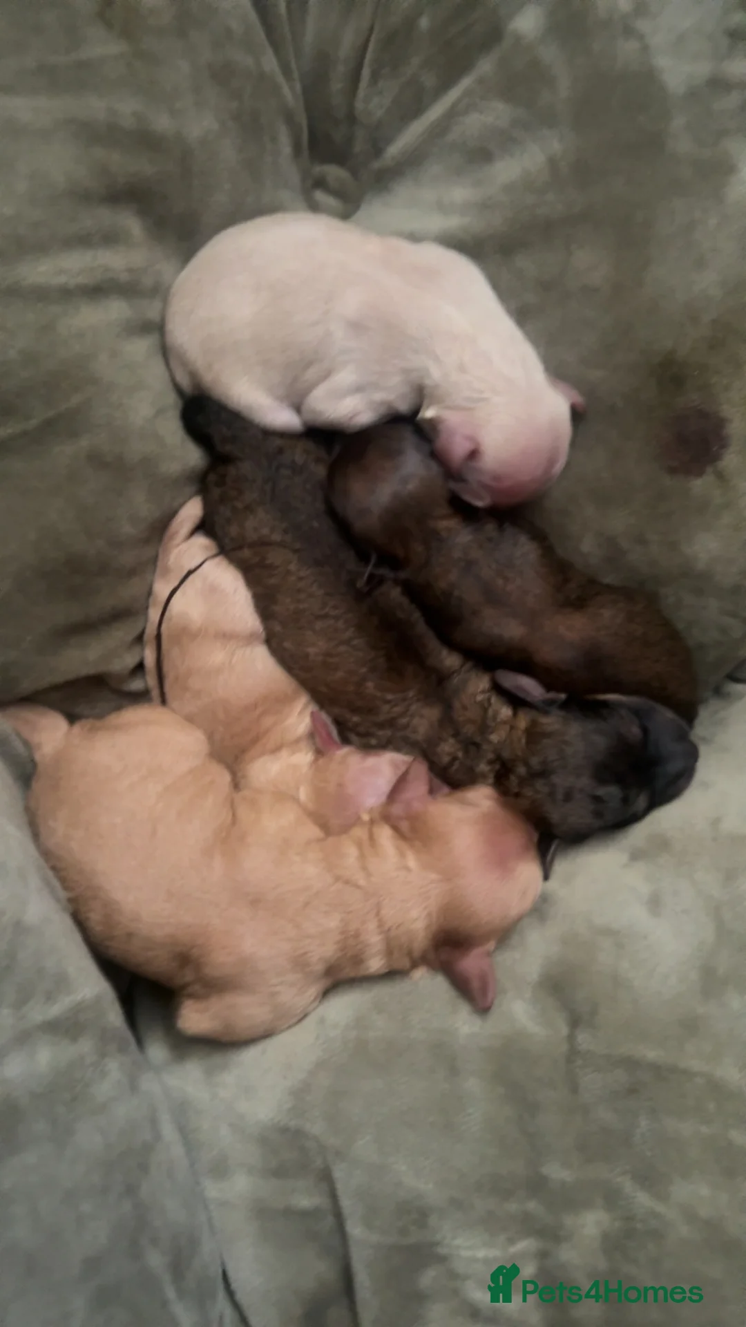 Maltipoo dogs for sale: maltipoo Puppy’s for sale in Brighouse  in Brighouse - Advert 2