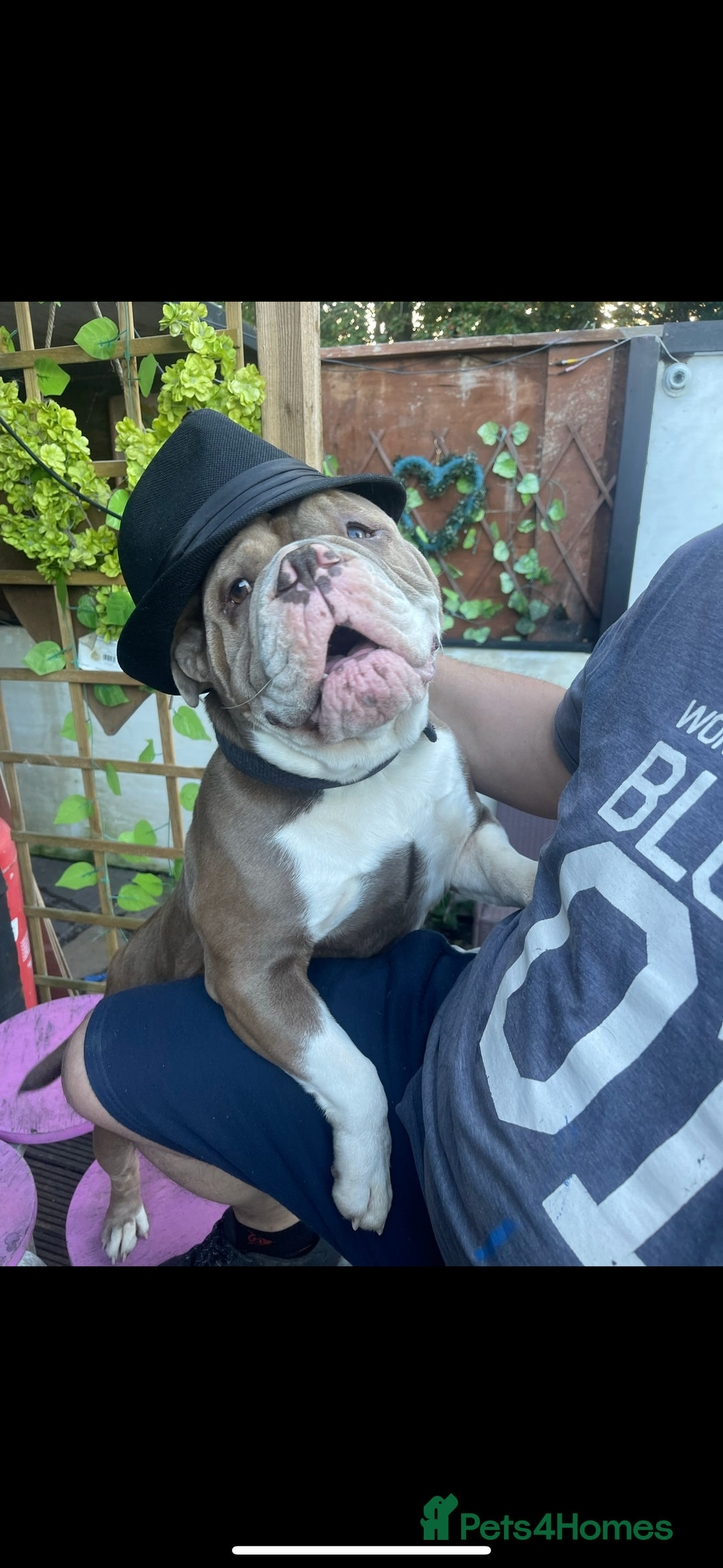 Olde English Bulldogge dogs for sale: Olde English female - Image 2