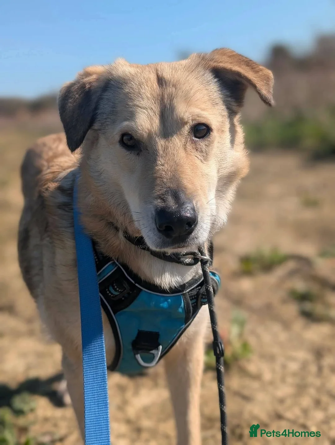 Mixed Breed dogs for adoption: Meet Misty, currently residing in Essex  in Frinton-on-Sea - Advert 5