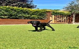 Labrador Retriever dogs for sale: Stunning litter of Black Labrador puppies  in Lydbury North - Image 17