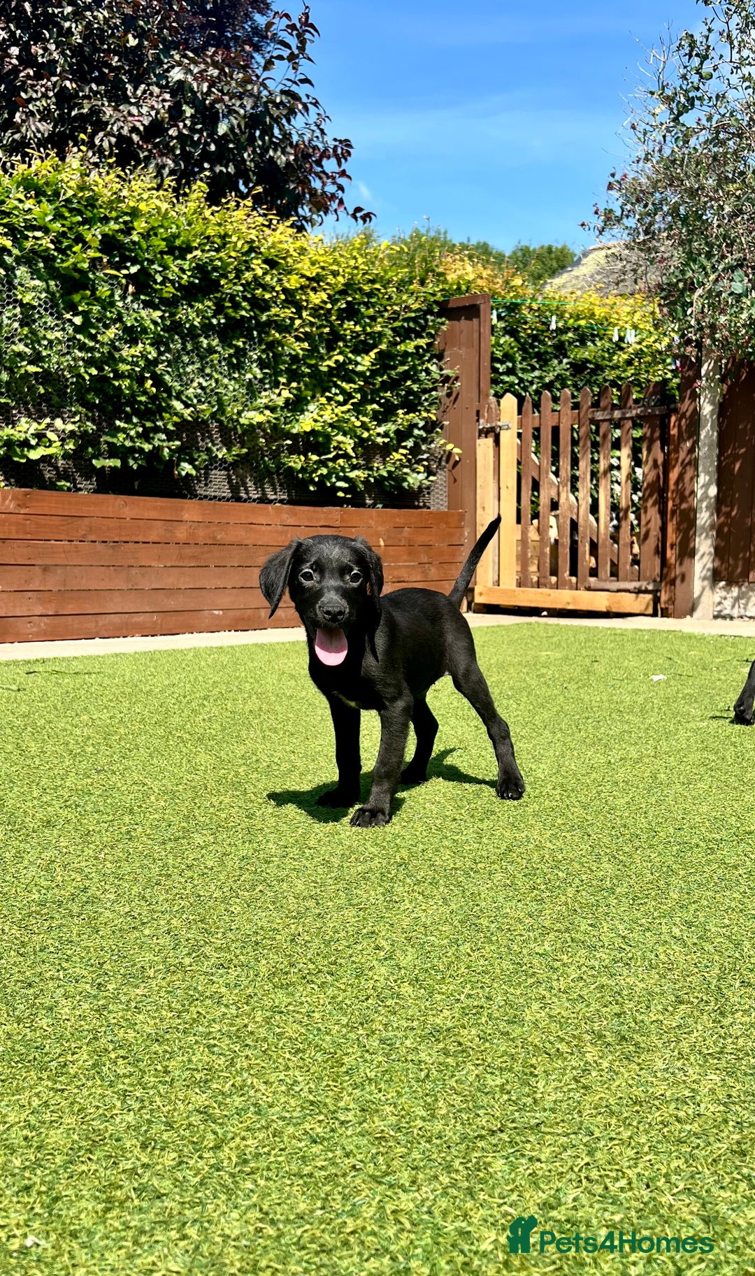 Labrador Retriever dogs for sale: Stunning litter of Black Labrador puppies  in Lydbury North - Image 17