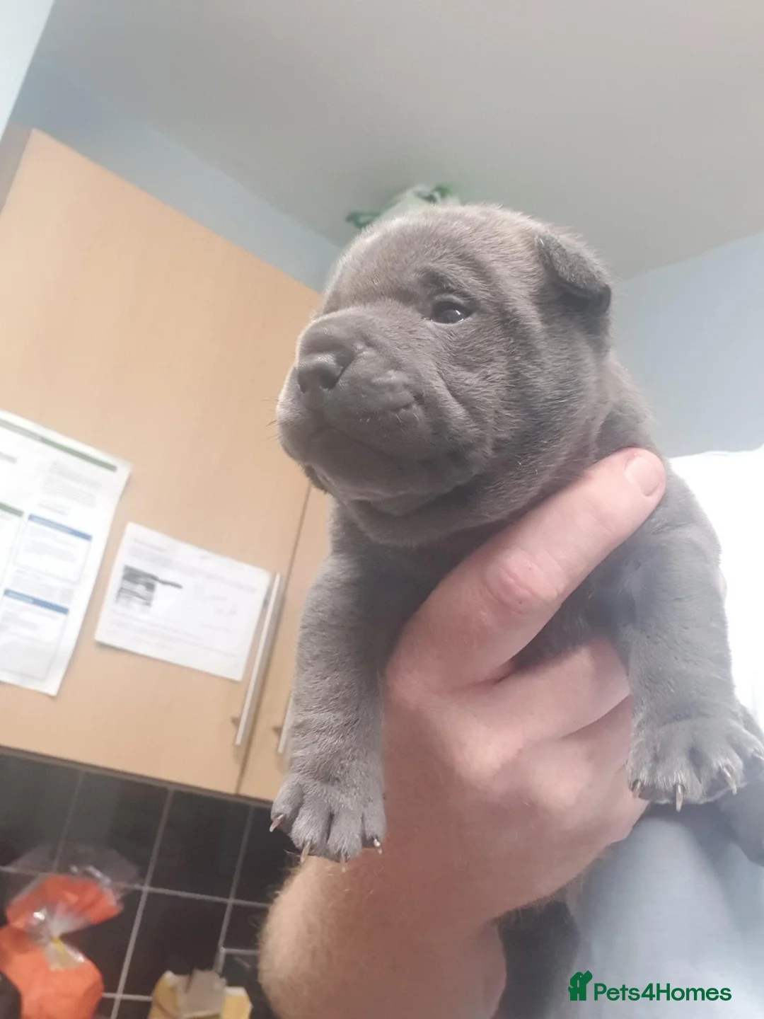 Mixed Breed dogs for sale: STAFFIE CROSS SHAR PEI PUPPIES  in Brighouse - Advert 10