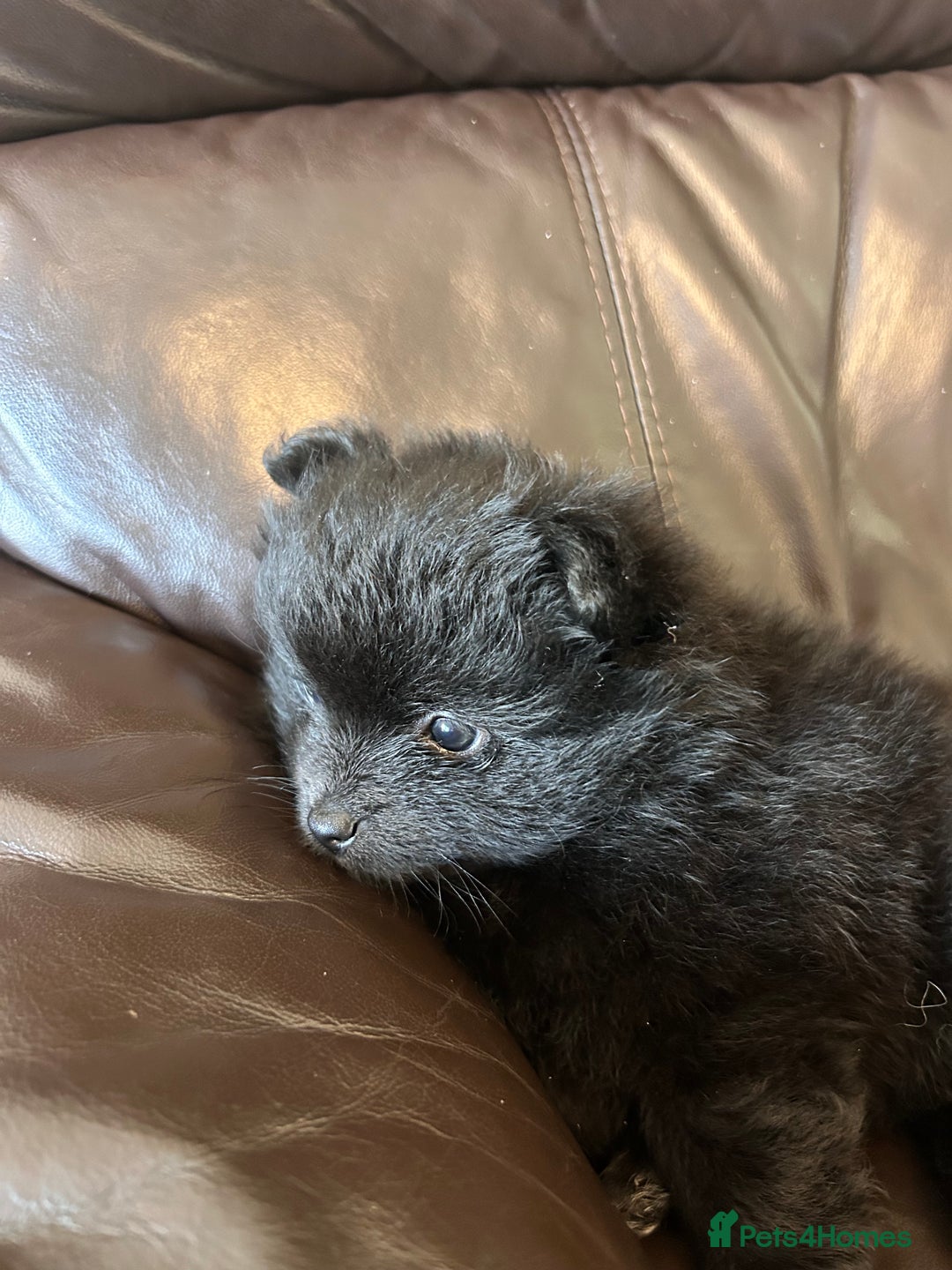 Pomeranian dogs for sale: Pomeranians - ONLY BLACK BOY LEFT - Advert 20