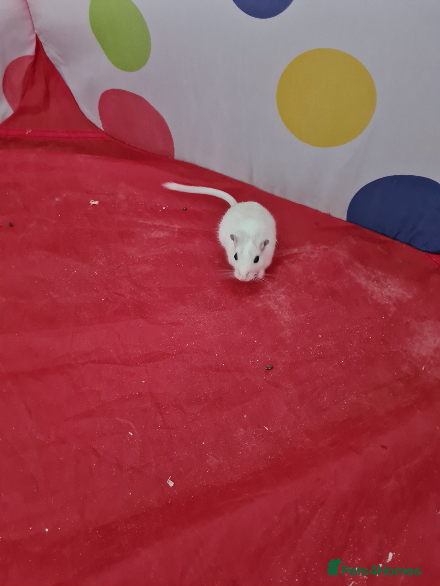 Gerbil rodents 2 X MALE GERBILS WITH CAGE AND 3 X MALE GERBILS - Advert 12