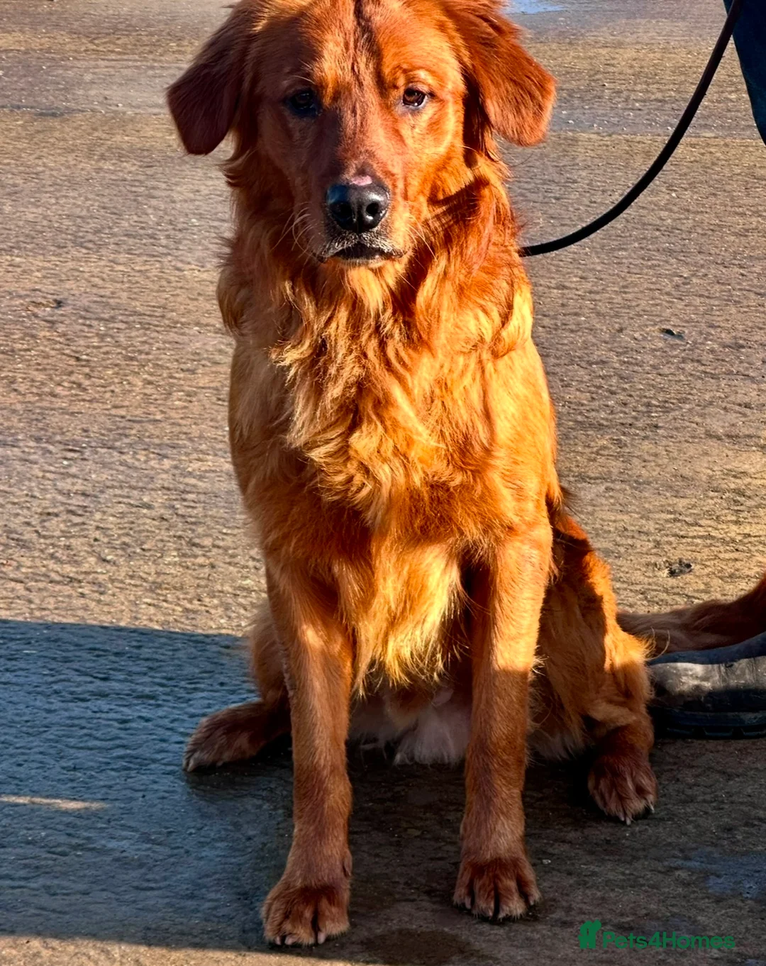 Golden Retriever dogs for stud: 💙 Tweed fully health tested golden retriever 💙 in Doncaster - Advert 5