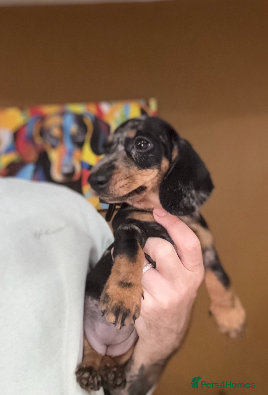 Miniature Dachshund dogs for sale: 🩷Stunning KC Mini Dachshund Puppies READY NOW  - Image 12