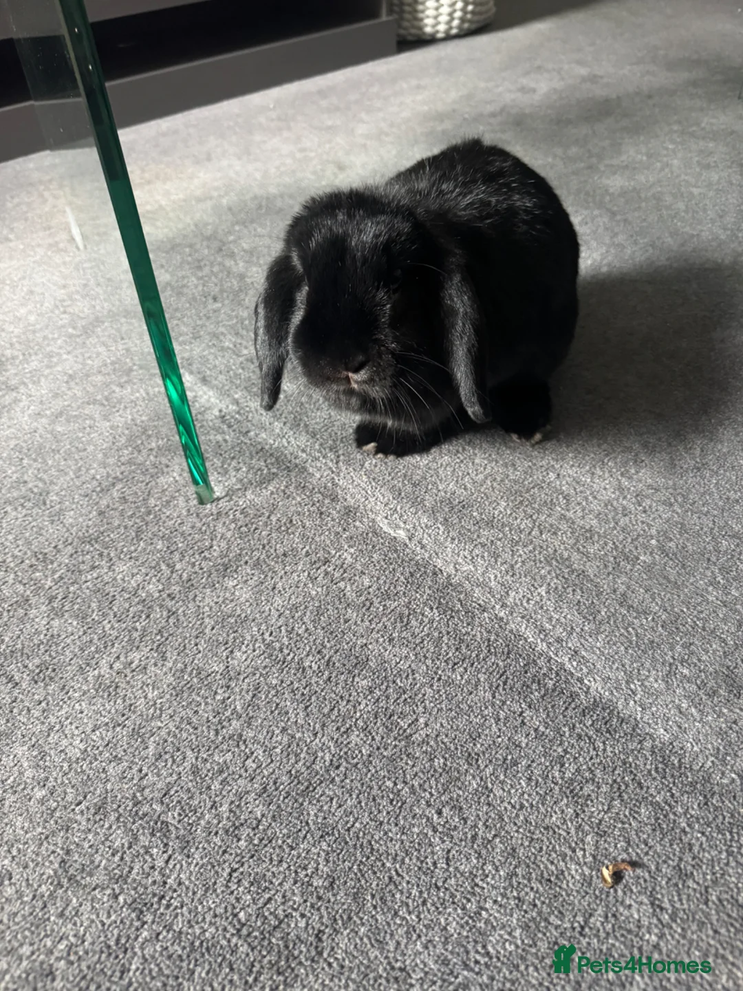 Mini Lop rabbits for sale: Beautiful, friendly boy.  - Advert 2