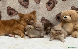 Pomeranian dogs for sale: Pom puppies ready now x - Image 8